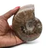Ammonite de Madagascar - 0