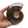 Ammonite fossilisée polie - 0