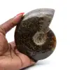 Ammonite naturelle fossile - 0