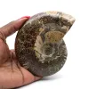 Fossile d'ammonite poli - 0