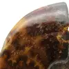 Ammonite polie de Madagascar - 4