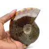 Ammonite entière polie naturelle de Madagascar - 0