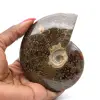 Ammonite entière naturelle polie fossile - 0