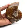 Ammonite entière sciée polie - 0