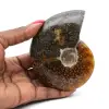 Ammonite entière fossilisée polie - 0