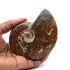Ammonite entière fossilisée - 0