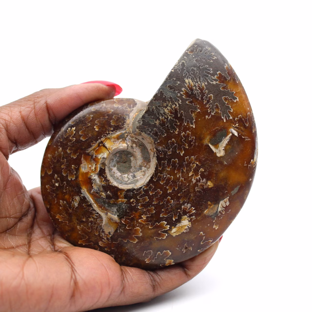 Ammonite entière fossilisée