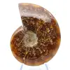 Ammonite entière naturelle fossile - 1