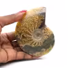 Fossile d'ammonite entière poli