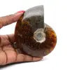 Ammonite fossile entière de Madagascar - 0