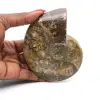 Fossile d'ammonite entière poli - 0