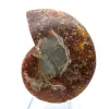 Ammonite naturelle polie fossile - 1