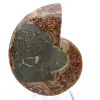 Ammonite naturelle polie fossile - 2