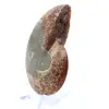 Ammonite naturelle polie fossile - 3