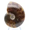 Ammonite sciée polie - 1