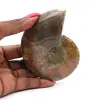 Ammonite une pièce - 0