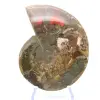 Ammonite une pièce - 2