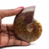 Fossile d'ammonite poli