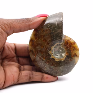 Ammonite polie