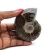 Ammonite polie de Madagascar - 0