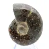 Ammonite polie de Madagascar - 1