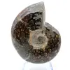 Ammonite polie de Madagascar - 2