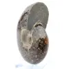 Ammonite polie de Madagascar - 3