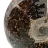 Ammonite polie de Madagascar - 4