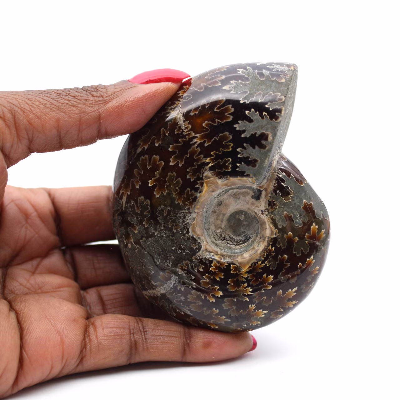 Ammonite polie de Madagascar