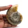 Fossile d'ammonite une pièce - 0