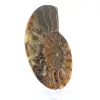 Fossile d'ammonite une pièce - 3
