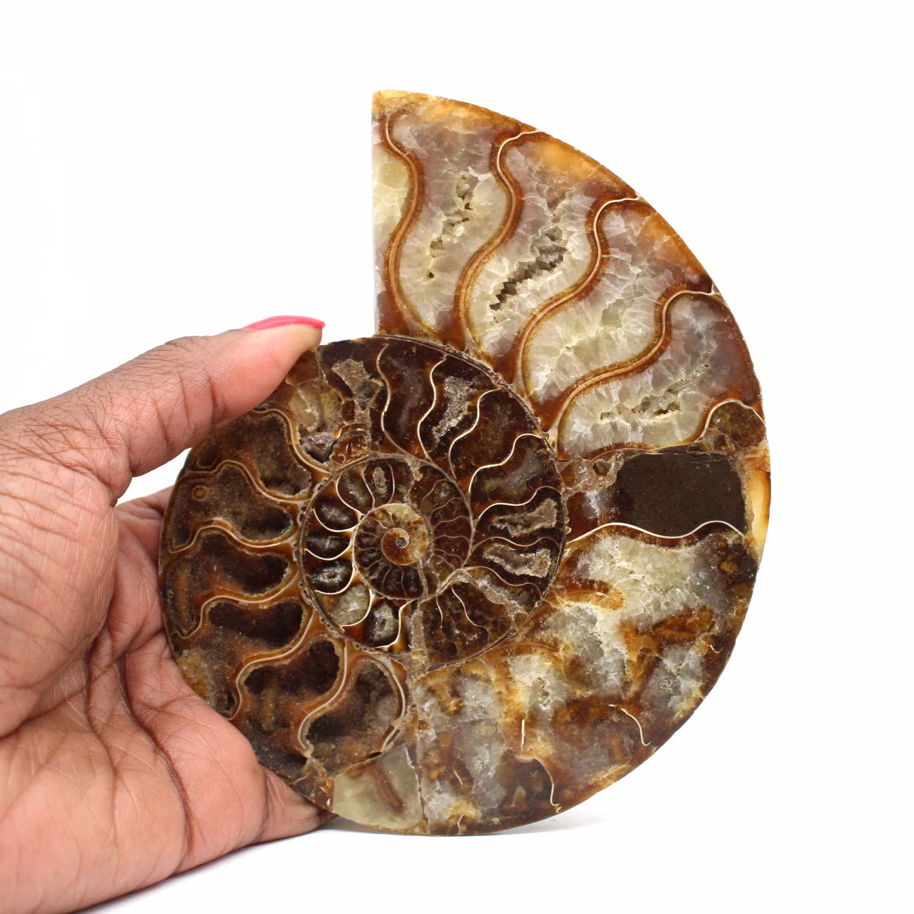 Ammonite fossilisée