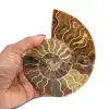 Ammonite de Madagascar - 0