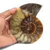 Ammonite fossilisée polie - 0