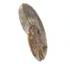 Ammonite naturelle fossile - 3