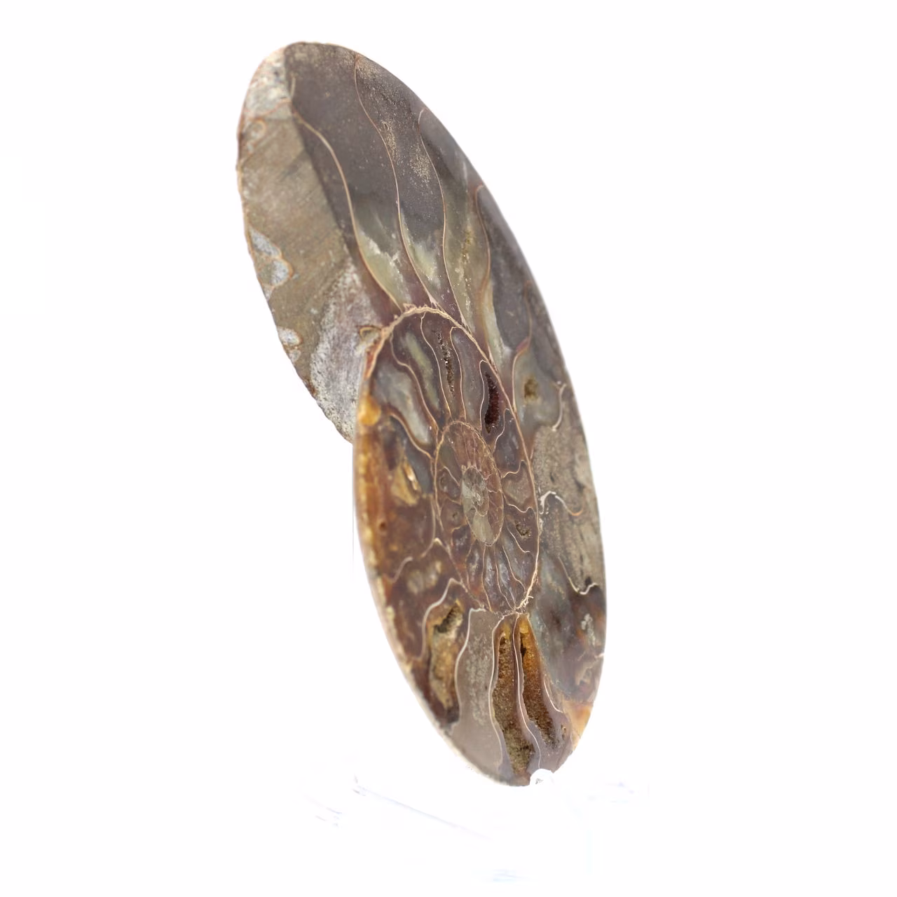 FOSSILES D'AMMONITE NATURELLE, 6 pièces, cristal brut assorti, spécimen... EUR 13,18 - PicClick FR