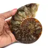 Ammonite une pièce - 0