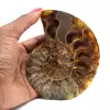 Ammonite de Madagascar - 0
