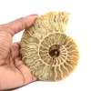 Fossile d'ammonite poli - 0