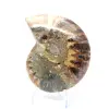 Ammonite une pièce - 4