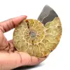 Ammonite de Madagascar - 0