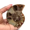 Ammonite fossilisée polie - 0