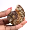 Ammonite naturelle fossile