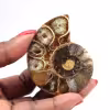 Fossile d'ammonite poli