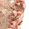 Vanadinite en cristaux - 4