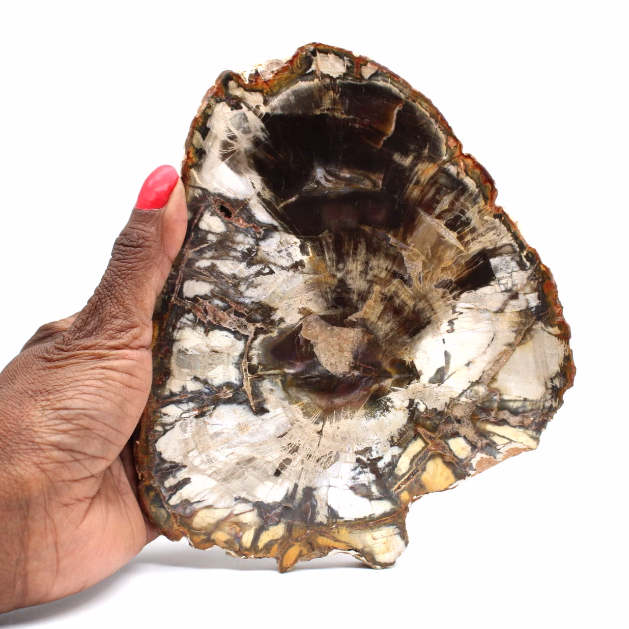 Bois fossilisé polis naturel