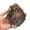 Tranche de bois fossilisé naturel - 0