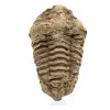 Trilobite fossile brut - 0