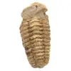 Fossile de trilobite du Maroc - 0