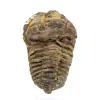 Trilobite fossile du Maroc - 0